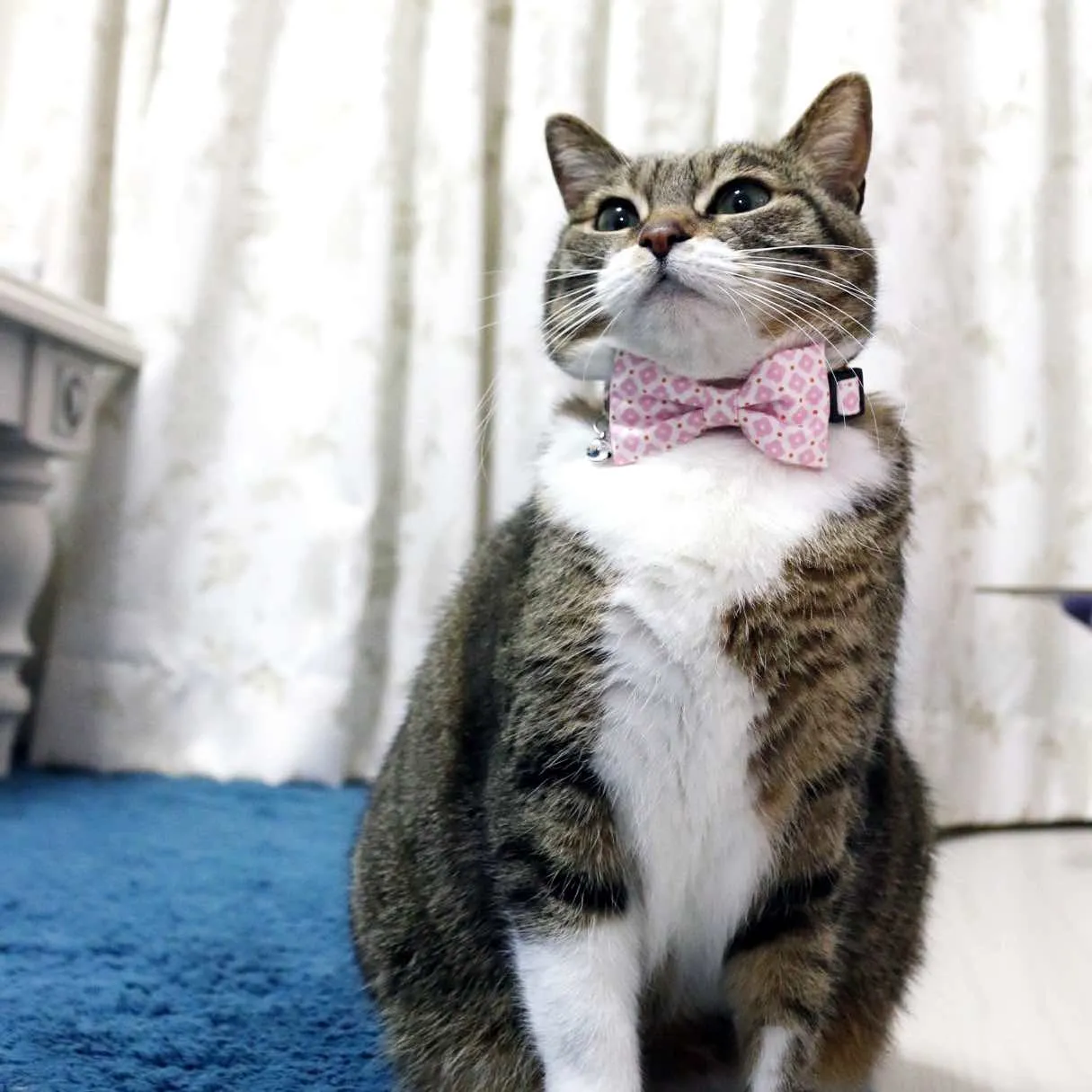 Bowtix Handmade Cat Collar With Removable Bowtie - Sweet Sakura