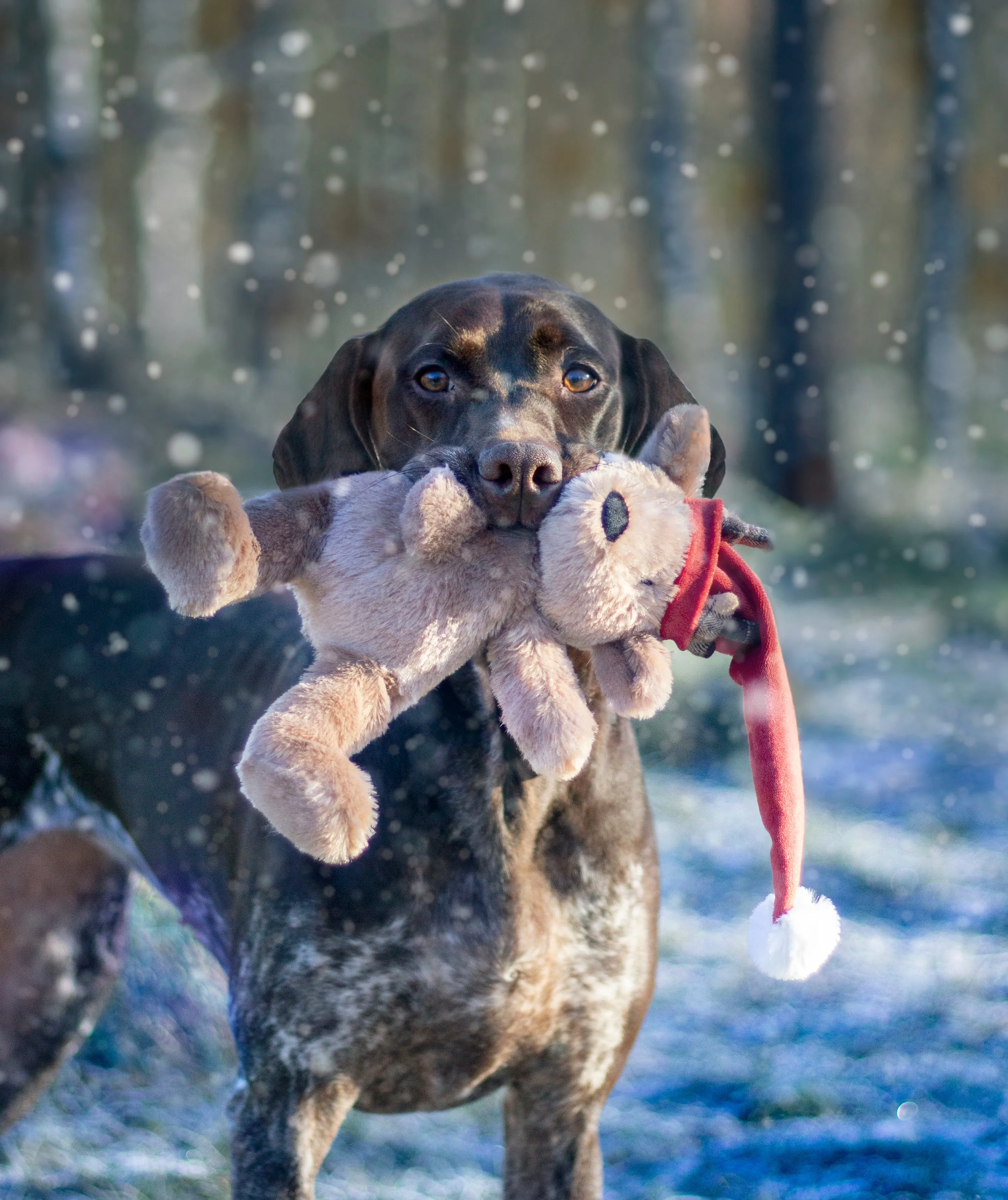 Brad Bear | Christmas Dog Teddy Toy by Cupid & Comet