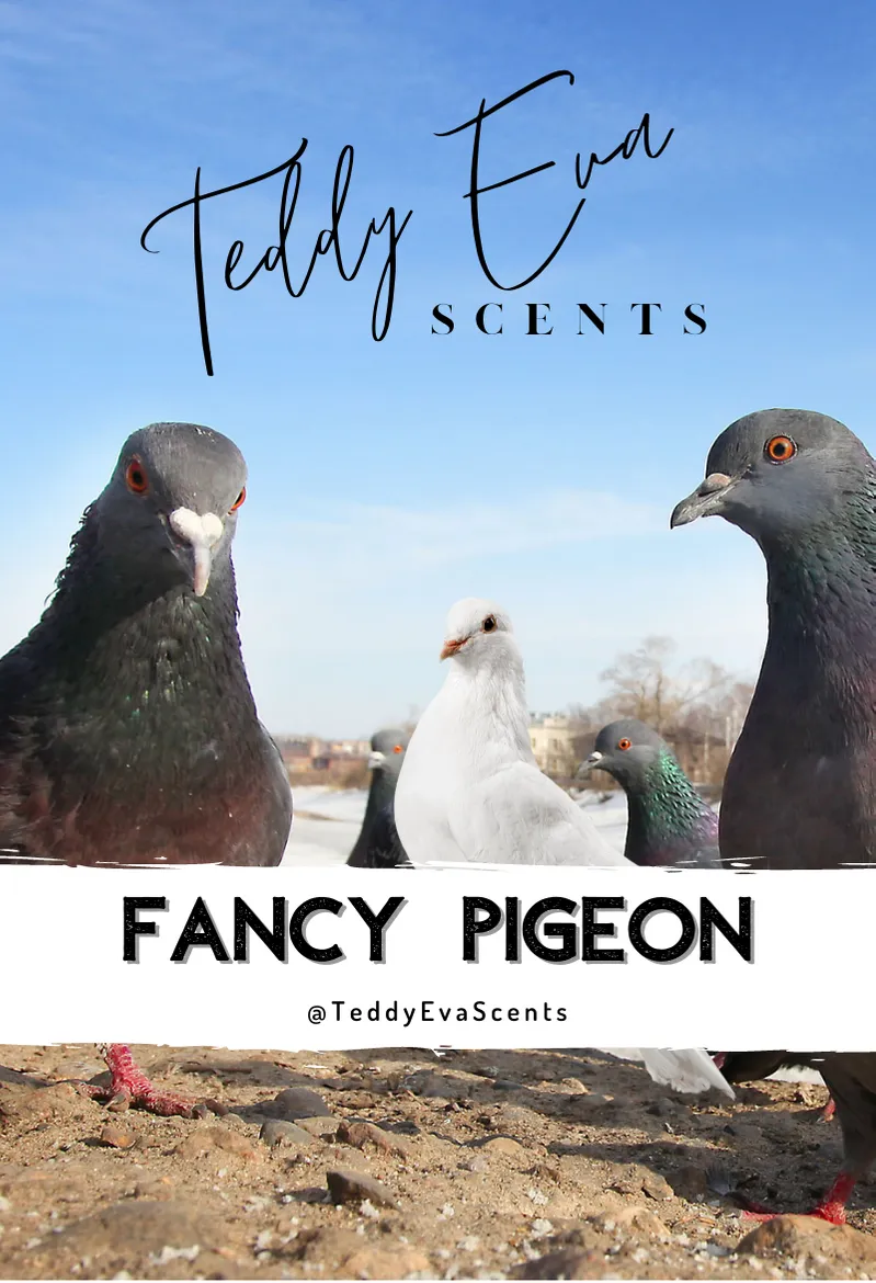 Fancy Pigeon (Dove)