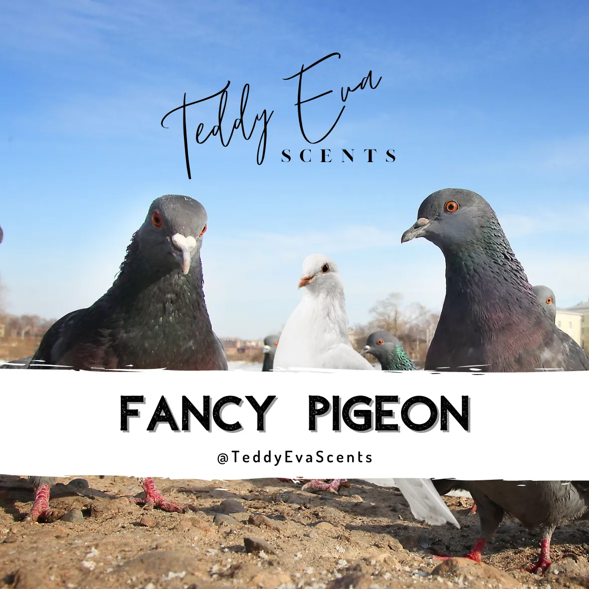 Fancy Pigeon (Dove)