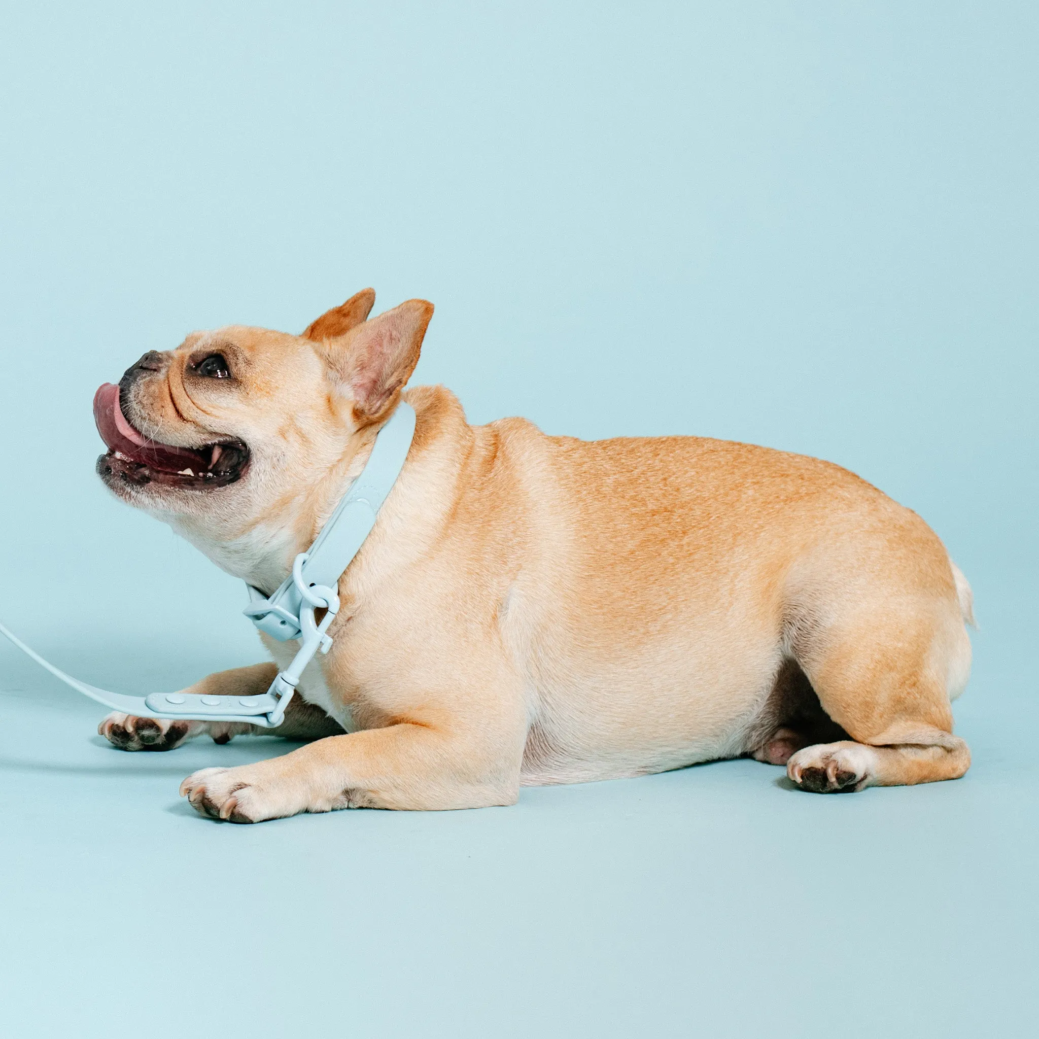 Frenchie Waterproof Collar - Ocean Blue