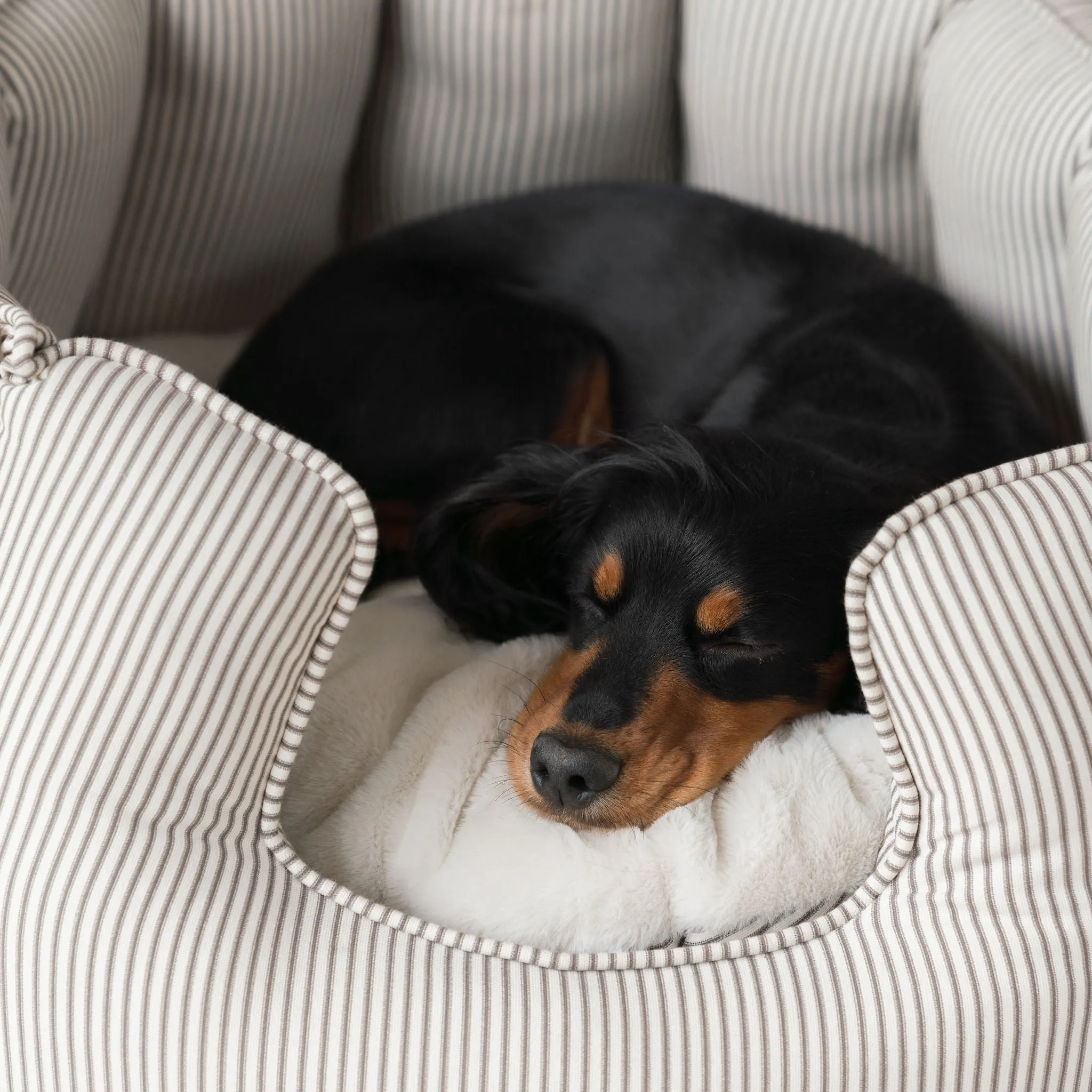 High Wall Bed in Regency Stripe by Lords & Labradors