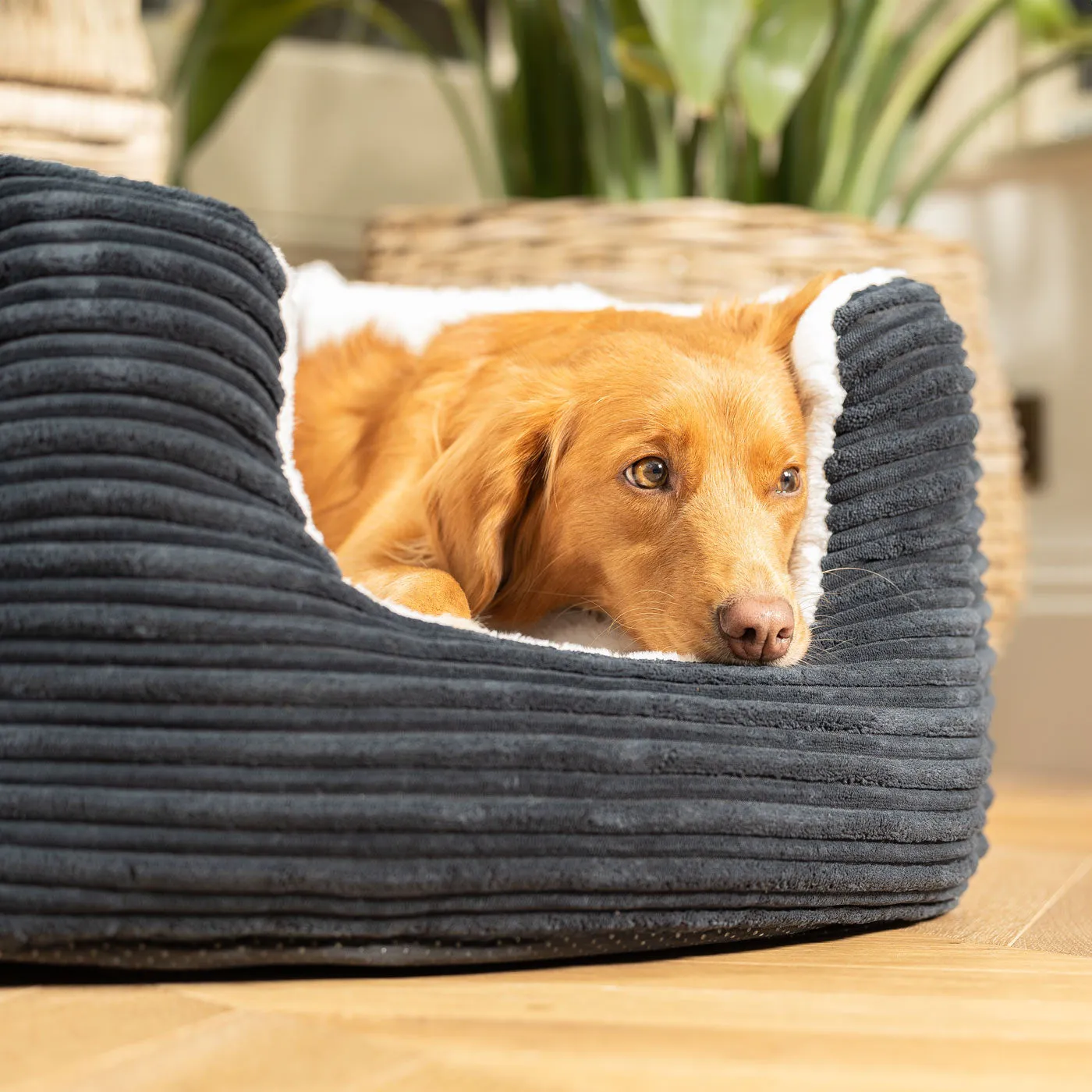 High Wall Bed With Removable Covers in Essentials Navy Plush by Lords & Labradors