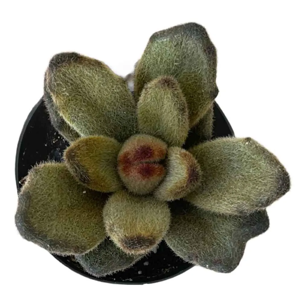 Kalanchoe tomentosa 'Teddy Bear'