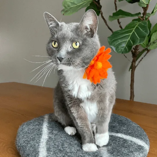 Removable Pet Collar Accessory- Felt Wool Flower-Orange