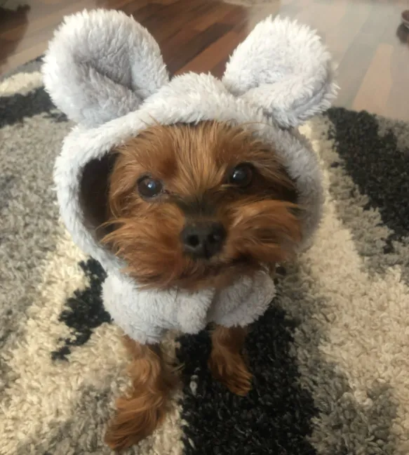 Super Soft Fuzzy Bunny Hoodie